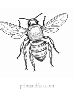 bee coloring page realistic