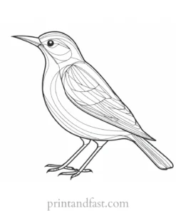 bird coloring page HD