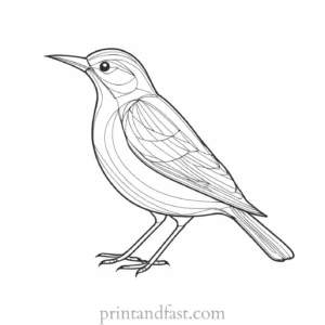 bird coloring page HD