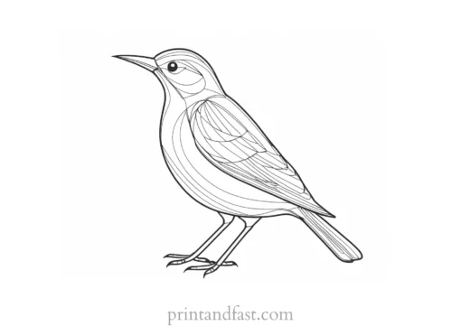 bird coloring page HD