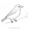 bird coloring page free