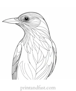 bird coloring page high resolution