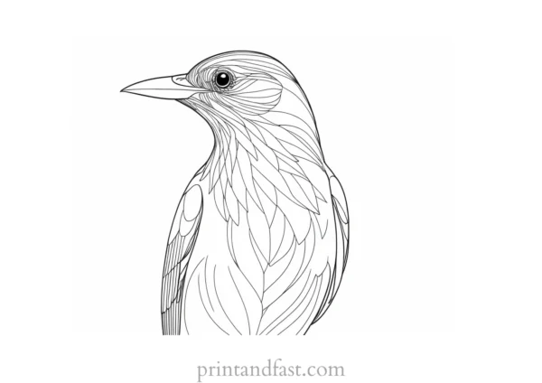 bird coloring page high resolution