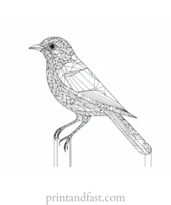 bird coloring page intricate