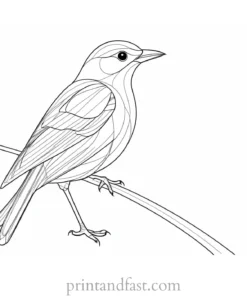 bird coloring page printable