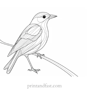 bird coloring page printable