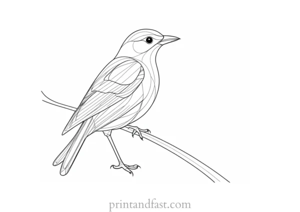 bird coloring page printable