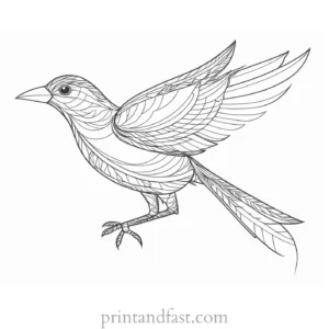 bird coloring page with feathers