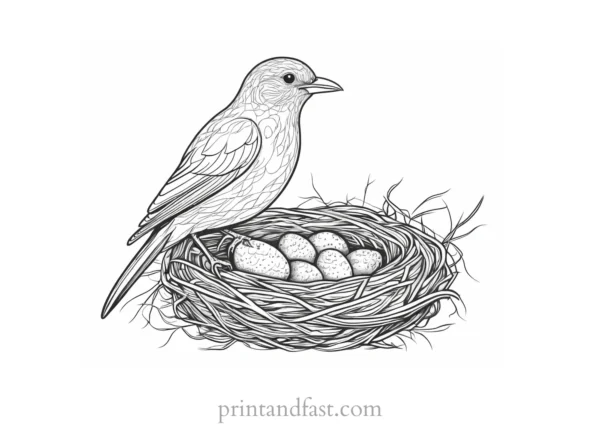 bird coloring page with nest