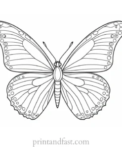 butterfly coloring page simple