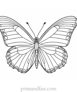 butterfly coloring page template