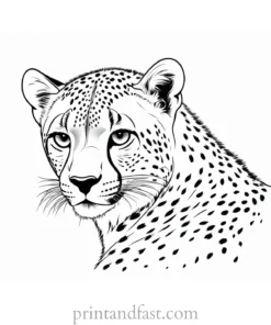 cheetah coloring page baby