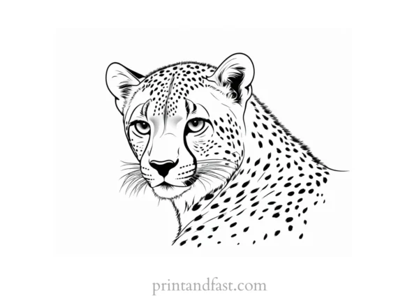 cheetah coloring page baby