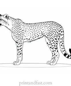 cheetah coloring page black and white