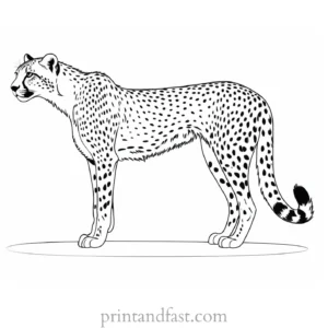 cheetah coloring page black and white