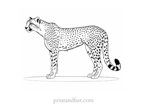 cheetah coloring page black and white