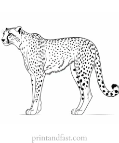 cheetah coloring page cartoon