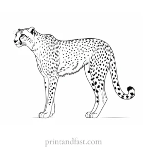 cheetah coloring page cartoon