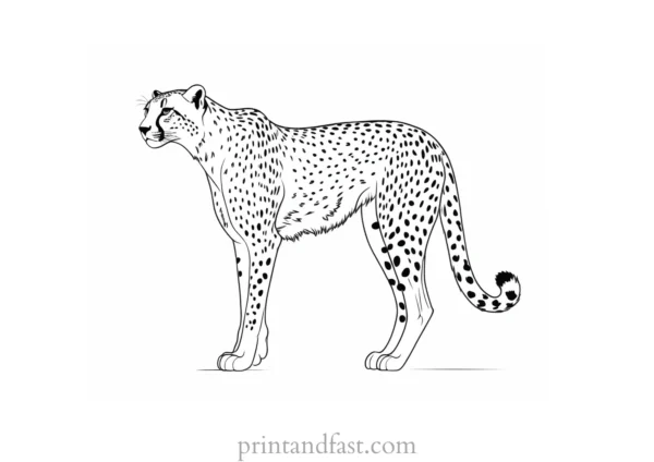 cheetah coloring page cartoon