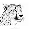 cheetah coloring page fierce