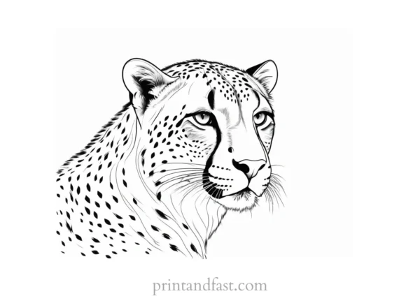 cheetah coloring page fun