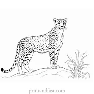 cheetah coloring page online