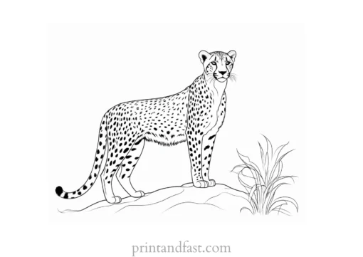 cheetah coloring page online