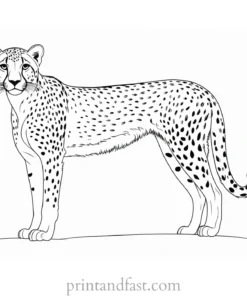 cheetah coloring page outline