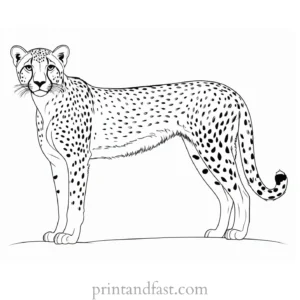 cheetah coloring page outline