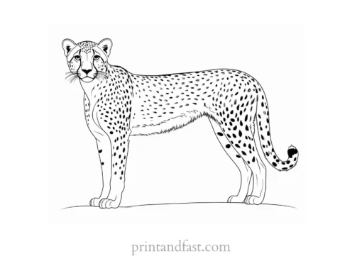 cheetah coloring page outline