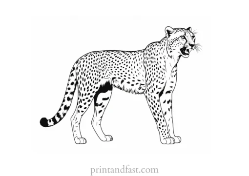 cheetah coloring page roaring