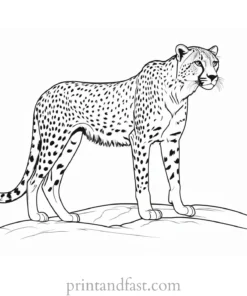 cheetah coloring page safari