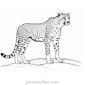 cheetah coloring page safari