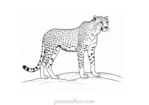 cheetah coloring page safari