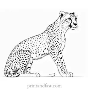 cheetah coloring page sitting