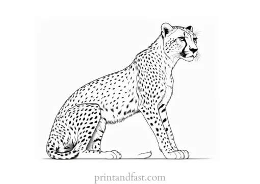 cheetah coloring page sitting