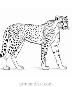 cheetah coloring page spots