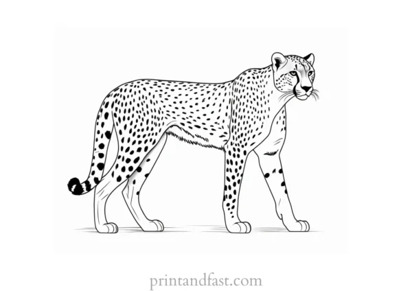 cheetah coloring page spots