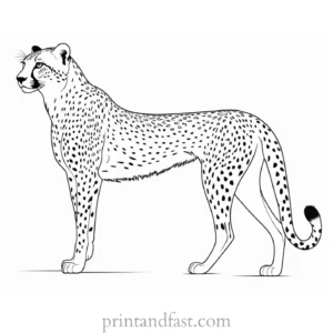 cheetah coloring page tail