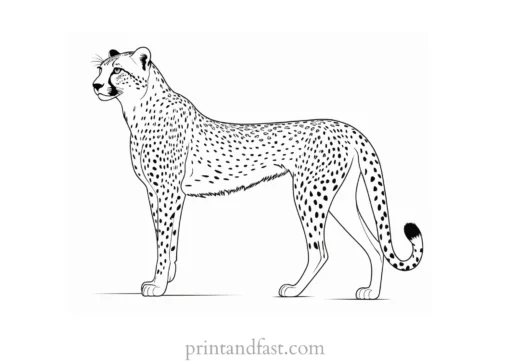 cheetah coloring page tail