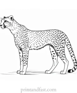 cheetah coloring page template