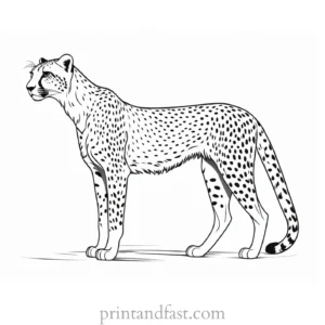 cheetah coloring page template