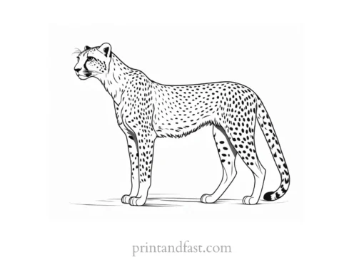 cheetah coloring page template