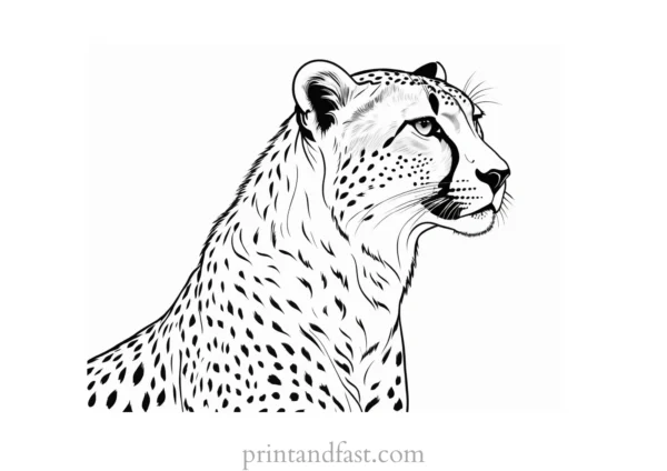 cheetah coloring page wildlife