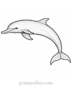 dolphin coloring page detailed