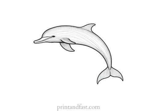 dolphin coloring page detailed