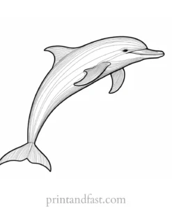 dolphin coloring page easy