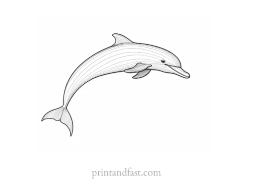 dolphin coloring page educational