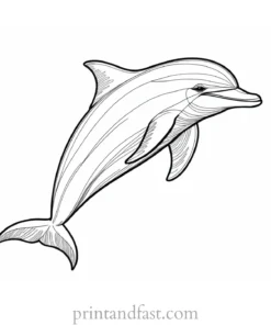 dolphin coloring page fun