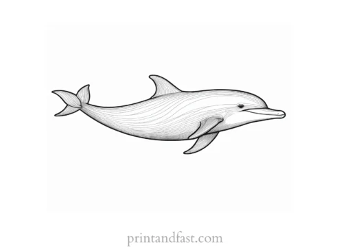 dolphin coloring page online